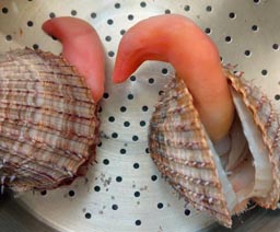 Bucardes